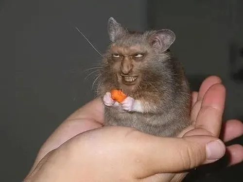 Meme chuột nghi ngờ nheo mắt nhỏ với biểu cảm cảnh giác.