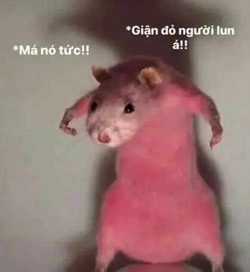 Ảnh chuột like giơ vuốt nhỏ nhìn cực dễ thương khiến mood sáng ngay.