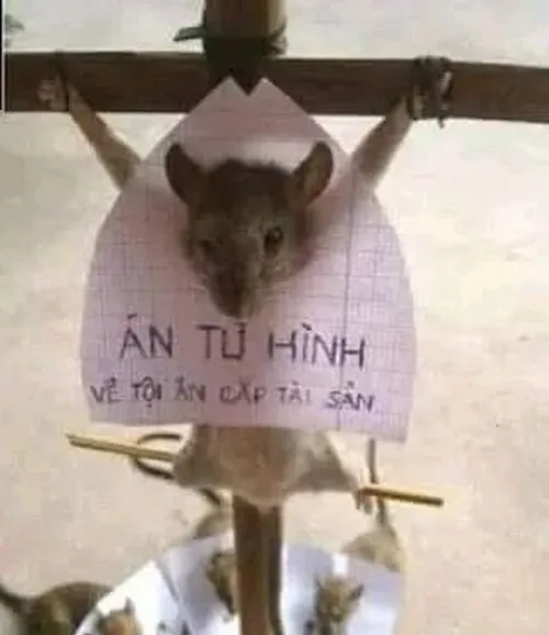 Ảnh chuột mắt long lanh nhìn lên tạo cảm giác mềm lòng.