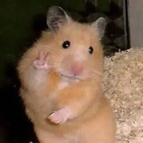 Meme chuột xin tiền chìa vuốt nhỏ đầy nài nỉ dí dỏm.