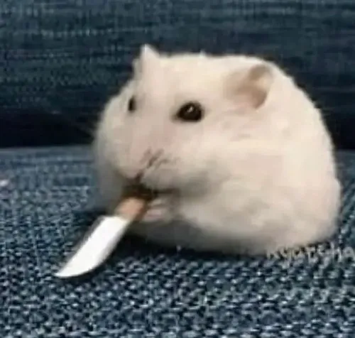 100+ ảnh Meme Chuột hài hước với biểu cảm ngớ ngẩn nhưng cute siêu viral