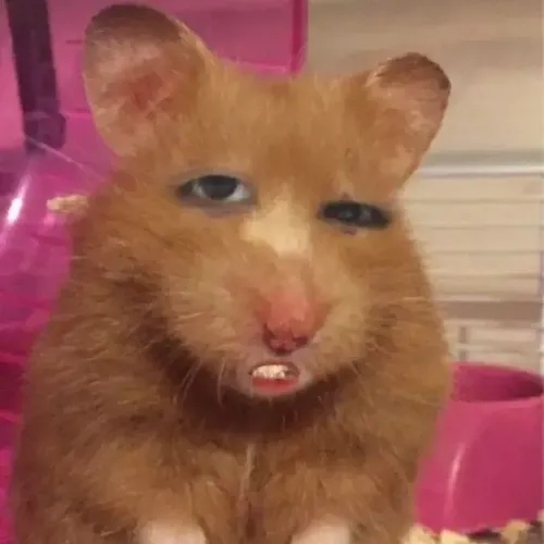 Meme chuột thất vọng cúi mặt trong dáng nhỏ khiến ai cũng thương.