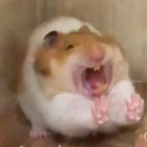 Chuột hài hước: Meme phản ứng nhìn thôi đã muốn xỉu