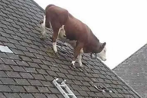 Ảnh troll sinh vật mặt hiền nhai lại cỏ non cạnh vũng bùn lung linh.