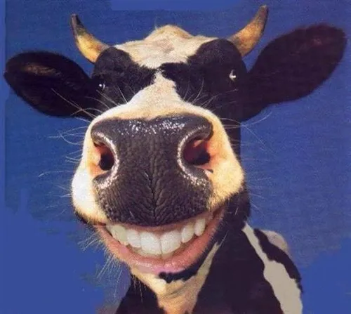 Khoảnh khắc loài nhai lại phơi nắng trên lưng rộng đầy thư thái.