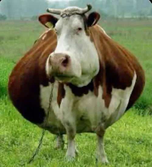 Meme chế bò sữa đưa mặt rộng ra sát máy đầy phong thái lạ.