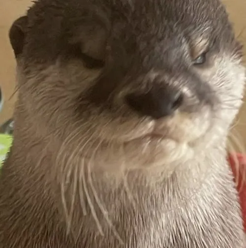 Meme hài rái cá vuốt nhỏ bật cảnh sống theo bầy đầy tương tác