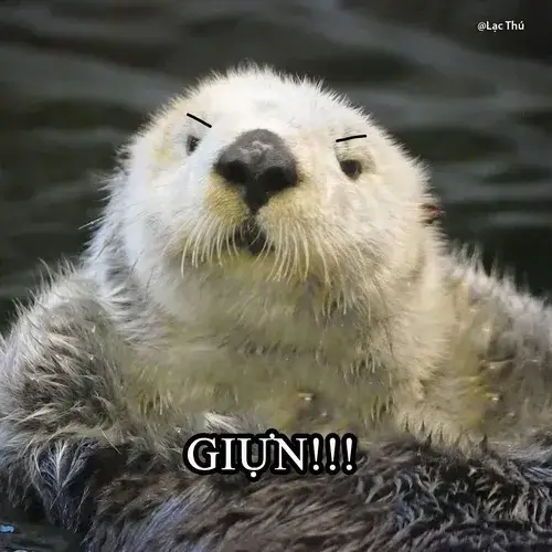 Meme rái cá mặt khó ở: Gương mặt bực nhẹ nhưng buồn cười mạnh