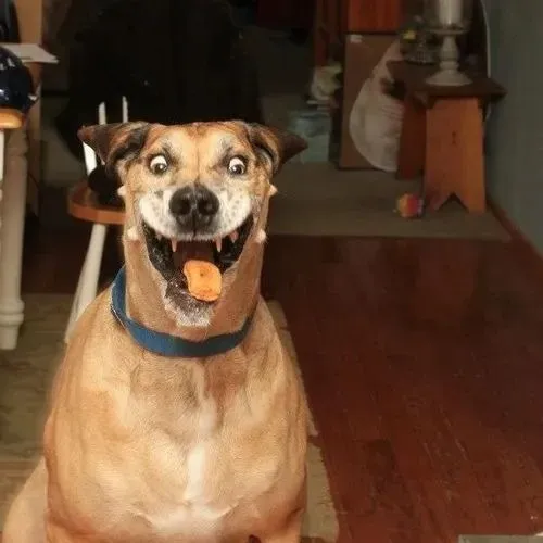 Hình chế meme vui mắt nheo miệng cong cười rộ đầy tinh thần phấn khởi