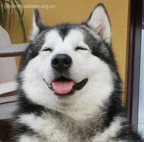 Màn giao tiếp không lời cực hiệu quả khi gửi meme Husky cười vào lúc cao trào