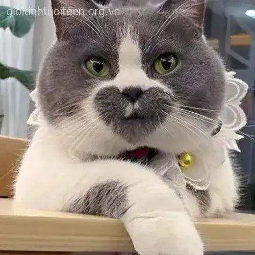 Meme chế biểu cảm cười rộ phản ứng tự nhiên khi trêu đùa