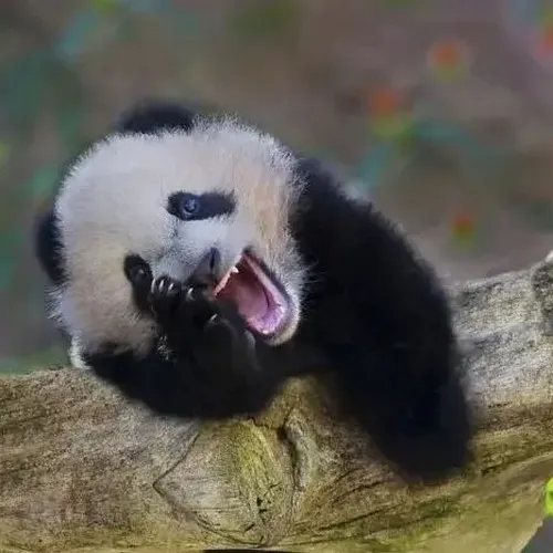 Meme gấu trúc cười ánh mắt hí nham hiểm lan tỏa