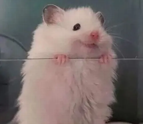 Meme chuột hamster hợp dùng lúc bạn muốn gây cười mà vẫn giữ nét dễ thương