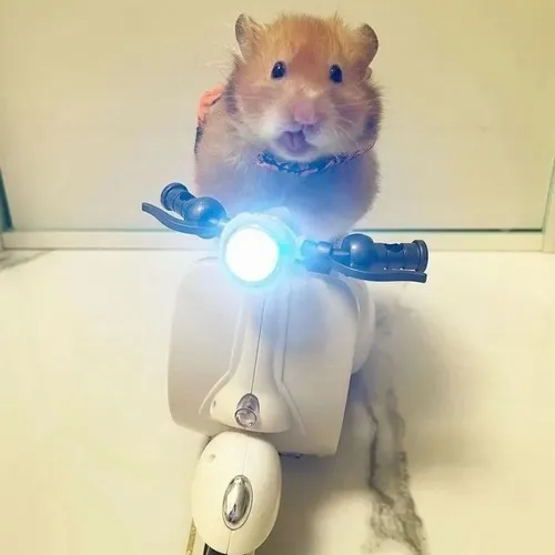 Meme chế bé hamster ngơ ôm thức ăn hạt nhìn dễ thương lạ