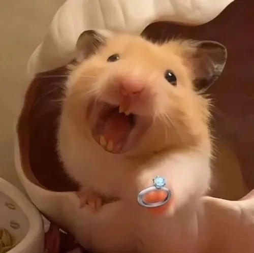 Ảnh meme vui hamster lùn đứng hình ôm hạt tạo dáng đặc trưng