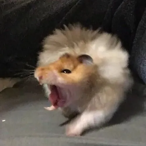 Ảnh hài hamster hoảng trợn mắt tròn trong môi trường nhỏ hẹp buồn cười