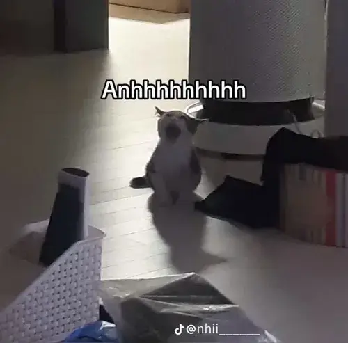 Hình vui mèo Scottish nổi bật biểu cảm mặt mềm như tan ra