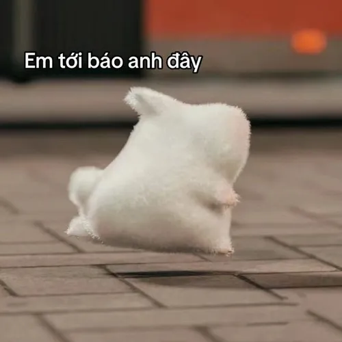 Ảnh hài mèo mướp hé lộ bộ lông mềm khi nó cố gọi bạn lại