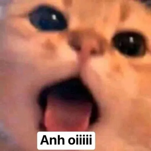 Ảnh meme vui đòi gần gũi nhấn vào đôi mắt mèo nhìn chăm chú không rời