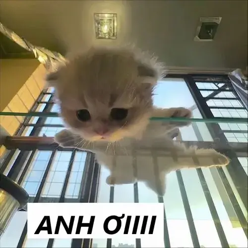 Khoảnh khắc mèo cầu cứu làm nổi bật dáng ngồi chờ thật đáng thương