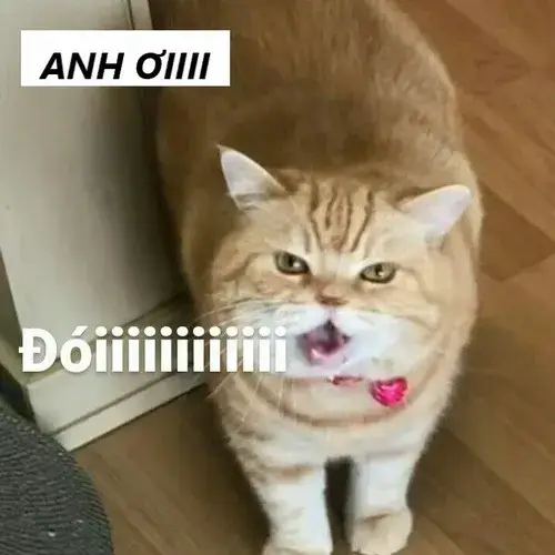 Ảnh troll mèo Anh lông ngắn gom hết dáng ngồi mong đợi rất dễ thương