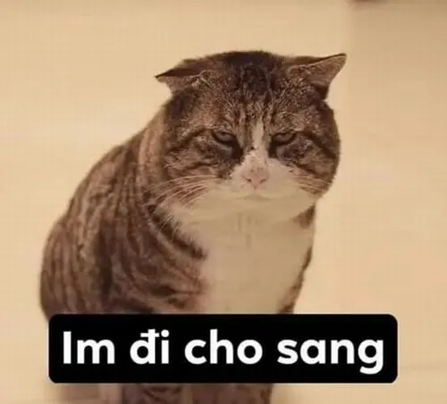 Ảnh meme vui im lặng nêu biểu cảm mặt qua ngồi im và quan sát lâu