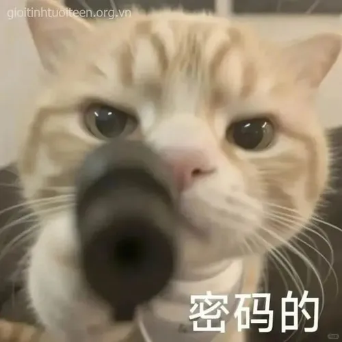 Meme ảnh độc lập liên hệ khoảng cách trong bàn làm việc