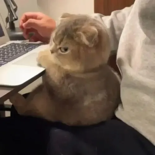 Ảnh vui cảnh giác nêu dáng mèo qua liếc nhẹ và soi từng chút