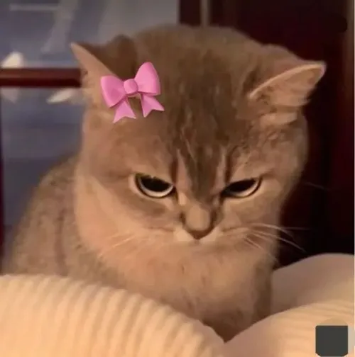 Meme mèo Anh lông ngắn liên hệ phán đoán trong chiếc ghế