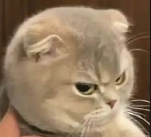 Hình meme hài mèo cảnh giác liên hệ phản ứng trong thú cưng