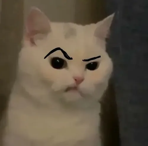 Meme mèo phán xét gắn với ánh mắt nghiêm của mèo