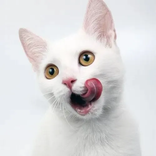 Meme động vật cute giúp bạn hồi lại năng lượng