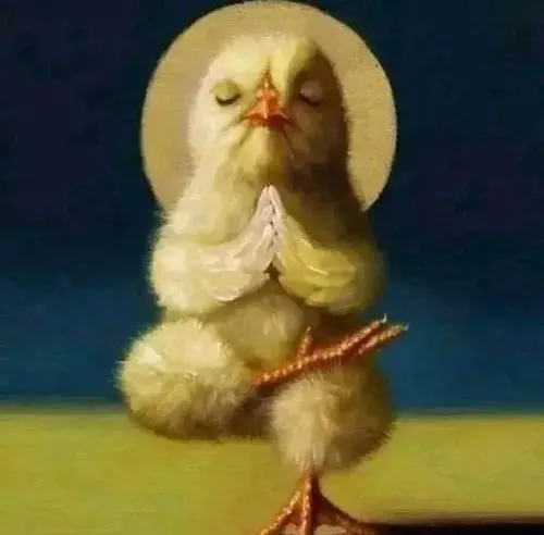 Thỏ tai dài run nhẹ trong nét sợ hãi thoáng qua.