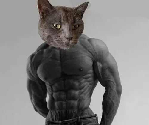 Mèo Anh lông ngắn khóc nhẹ trước chén ăn trống trơn.