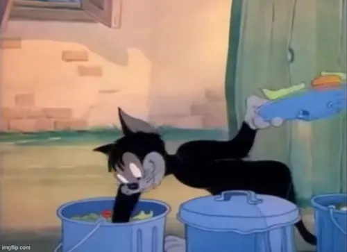 Ảnh vui mèo vụng về nêu cảm giác bất lực trước bẫy đàn hồi bật ngược