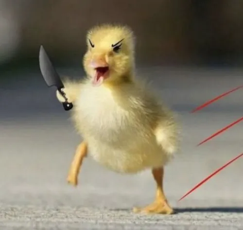 32 ảnh Meme Vịt Cầm Dao bá đạo vừa dễ thương vừa hơi nguy hiểm