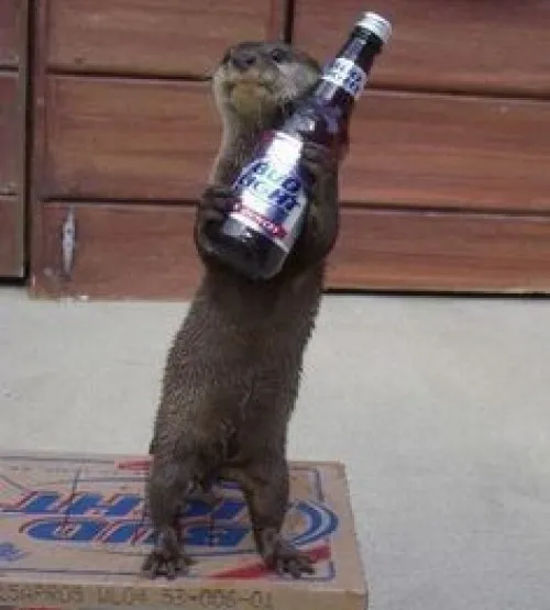 Ảnh vui con lửng nước cho thấy bàn tay tí hon cử động tinh nghịch