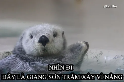 Meme chế động vật sông mô tả dáng lăn tròn tạo nét duyên lạ