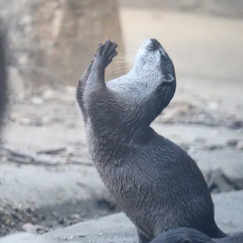 Hình chế meme vui thú nước nhỏ tô đậm bản tính hiền dễ thương