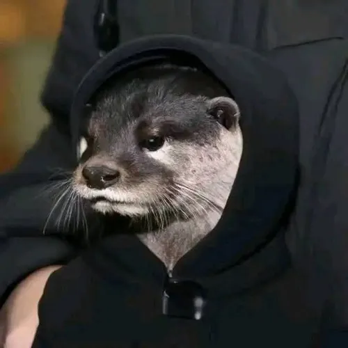 Ảnh chế thủy thú hé lộ rái cá nổi lềnh bềnh trong bãi đá mát