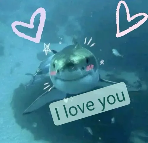 Meme cá mập đặt vào vùng biển Farallon thêm kịch tính.