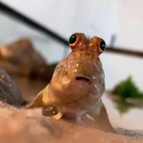 Ảnh hài cá suối nhỏ xíu nhưng thái độ tỉnh rụi.