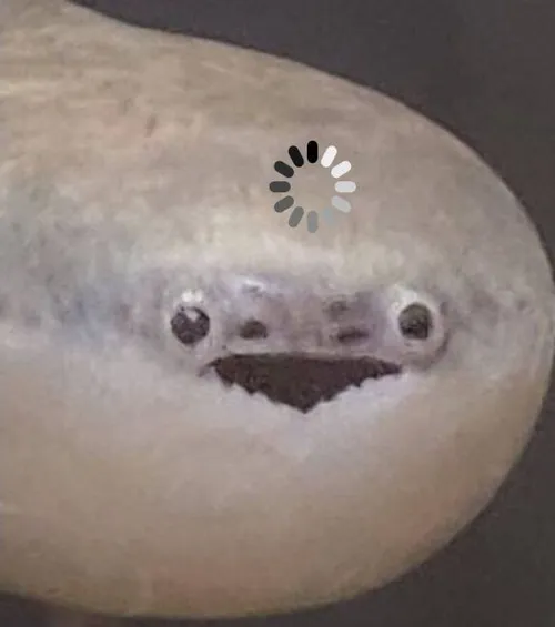 Hình meme cá đuối dẹt người nhưng biểu cảm lại duyên kỳ lạ.