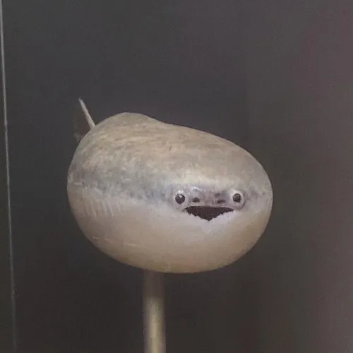 Cá lượn vòng vui nhộn dùng lúc cần pha loãng sự căng thẳng