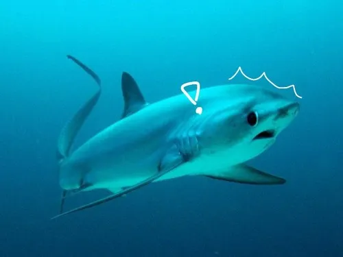 Khoảnh khắc cá mè tròn mắt khi nghe một câu chuyện oái oăm.