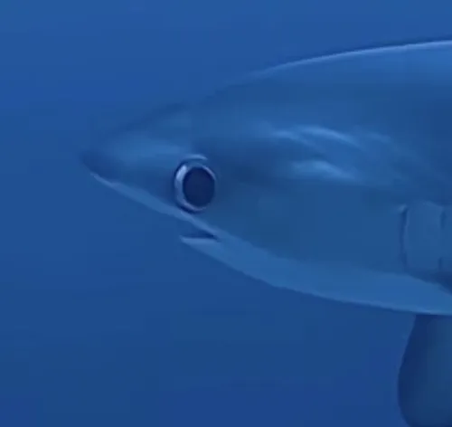 Cảm xúc cá ngơ ngác cực hợp để troll bạn bè trong lúc tám chơi