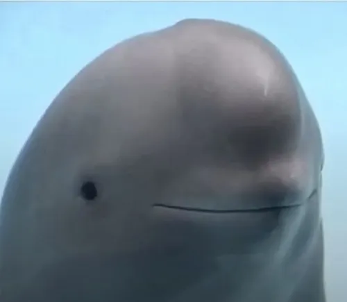 Meme cá lóc trợn mắt như thể nghi ngờ mọi diễn biến xung quanh.