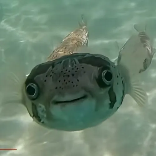 Hình cá ánh kim khiến đoạn nói chuyện thêm phần mặn mà tinh tế