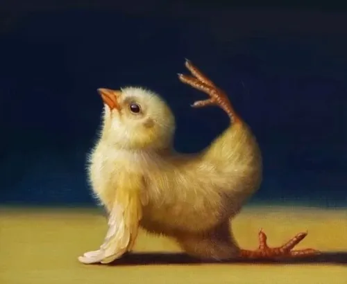 Meme con gà: Bộ ảnh tăng động nhìn là muốn cười xỉu