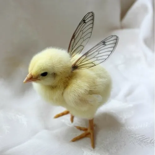 Gà con vui nhộn meme: Dáng đứng – dáng chạy đều hài hước